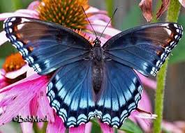 Red Spotted Purple Or White Admiral Limenitis Arthemis One Of These Landed On My Truck Door Right Next Butterfly Pictures Butterfly Butterfly Identification