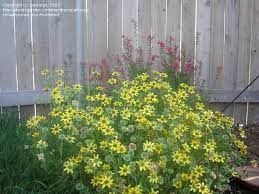 Berlandiera lyrata, with the common names chocolate flower, chocolate daisy, or lyreleaf greeneyes, is a north american species of flowering plant in the sunflower family. Plantfiles Pictures Berlandiera Species Chocolate Daisy Chocolate Flower Berlandiera Lyrata By Parkerpt