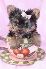 We did not find results for: Teacup Yorkie Puppy Yorkie Puppy Teacup Puppies