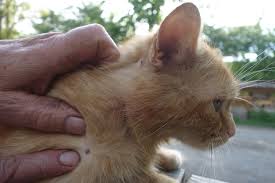 Menghilangkan kutu pada kucing sangatlah perlu dilakukan sebagai langkah pencegahan terhadap infeksi penularan bakteri ataupun gigitan kutu kucing pada manusia. Pencinta Hewan Perlu Mewaspadai Kutu Babi