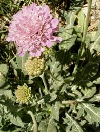 Image result for Emilia subscaposa