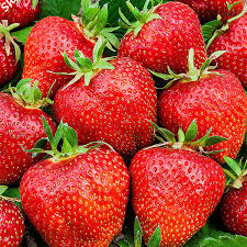 Applications wherever berries are called within a recipe, strawberry tree fruit can be utilized in preparations both sweet and savory, raw and cooked. Egrow 100 Pcs Pack Strawberry Tree Seeds Rare Fruit Strawberry Bonsai Seed Garden Diy Planting