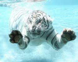 Tiger In Action Photoshoot Ideas Underwater Wild Animal Photography Tiger Odin Wild Animals Photography Wild Animals Photos Animal Photo