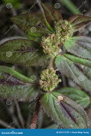 Image result for Grona hirta