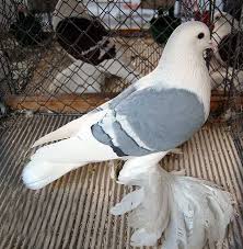 Black And White Pigeon Pictures Saxon Shield Photos And Notes Pigeon Breeds Pigeon Pictures Pigeon Bird