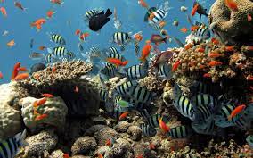 Download 4k backgrounds to bring personality in your devices. Wallpaper Laptop Aquarium Bergerak Holasopa