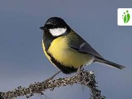 Image result for Kohlmeise vogelhouse