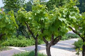 Image result for Vitis vinifera