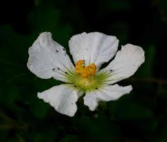 Image result for Lagenaria sphaerica