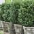 Low Budget Tall Potted Plants Patio Privacy