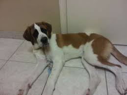 Short Hair Saint Bernard Royce 6 Month Old Purebred Saint Bernard Puppy Looking For His St Bernard Puppy St Bernard Dogs Saint Bernard