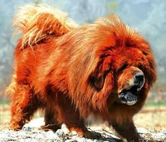 Worlds Most Expensive Dog Tibetan Mastiff Ealuxe Com Expensive Dogs Most Expensive Dog Tibetan Mastiff Dog