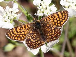 Image result for Melitaea cinxia