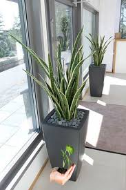 Pin By Cecilia Pedroza On Exteriores Casa In 2019 Amenagement Paysager Devant Maison Plantes De Decor De Maison Amenagement Jardin