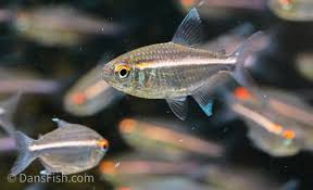 Image result for Coleus coeruleus