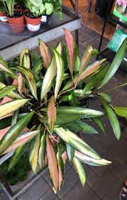 Hoya wayetii is another common hoya, known as a perennial flowering vine. Plant Profile Hoya Wayetii Variegata Right The Midwestern Jungle