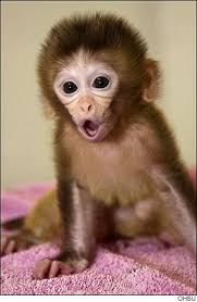 Monkey Princess Monkeyprincess6 Pet Monkey Baby Animals Funny Cute Baby Animals