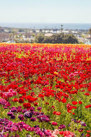 Maybe you would like to learn more about one of these? The Carlsbad Flower Fields Everything You Need To Know Pictures Words