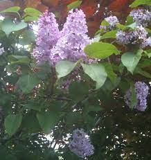 Pin By June Duke On English Spring And Summer Gardens Lilac Tree Plant Life Summer Garden