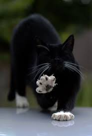 Cats Katzen Cats Animals Cute Animals