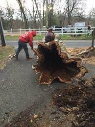 Tree Services In Nj In 2021 Tree Service Tree Removal Tree Removal Service