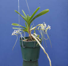 Image result for Rangaeris