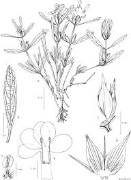 Image result for Crabbea kaessneri