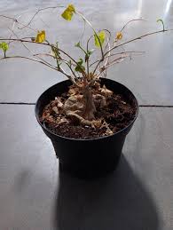 Image result for Kedrostis africana