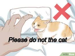 Please Do Not The Cat Know Your Meme Some cats may not relax fully, but do not show any signs of fear or discomfort. please do not the cat know your meme