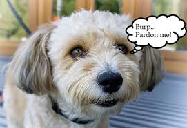 Is Burping In Dogs Normal Pethelpful By Fellow Animal Lovers And Experts