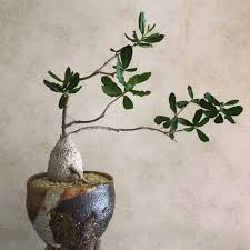 Image result for Fockea angustifolia