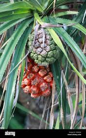 Image result for Pandanus odoratissimus