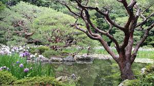 The following plants are selected as typical of, or commonly found, in japan or japanese gardens. 10 Everyday Japanese Plants Michael Perry Mr Plant Geek