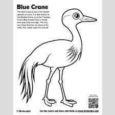 Birds Of South Africa Book Pdf Image Result For Blue Crane Coloring Page Bird Coloring Pages Coloring Pages African Symbols