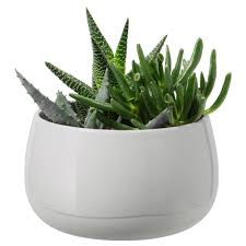 Succulent Grey Potted Plant With Pot Diameter Of Plant Pot 12 Cm Ikea Succulents Plants Ikea