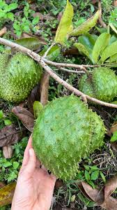 Image result for Annona muricata