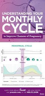 Pin On Pregnancy Stages Preconception