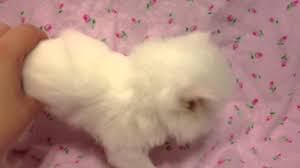 Search through thousands of adverts for kittens & cats for sale in the uk, from pets4homes, the uks most popular free pet classifieds. Cupcake Teacup Female Solid White Persian Kitten For Sale From Daphne S Dolls Cattery Youtube
