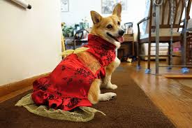 The Making Of A Corgi Prom Dress Corgi Things Corgi Dog Dresses Prom Dresses