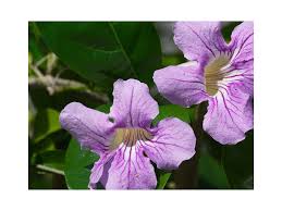 Image result for Bignonia callistegioides