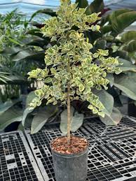 Image result for Ficus variifolia