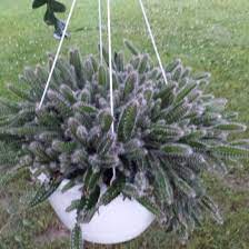 Dog tail cactus propagation steps. Selenicereus Testudo Dog S Tail Cactus In Gardentags Plant Encyclopedia