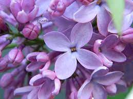 Lilac By Erinmariel On Deviantart Popular Flowers Most Popular Flowers Pretty Flowers