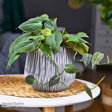 Image result for Maerua scandens