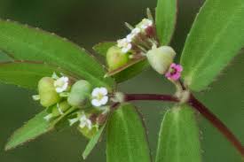 Image result for Euphorbia hyssopifolia