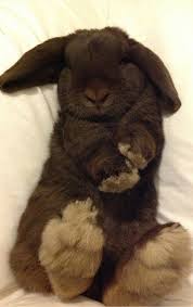 3 From Iryna Cute Animals Baby Animals Animals