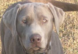 Maybe you would like to learn more about one of these? Silver Labradors Learn The Shocking Truth