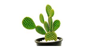 Get 1 free product today all india delivery lowest prices. Modern Plants Live Yellow Bunny Ear Cactus Succulent Plant With Pot Decorative Plant Amazon In Garden Outdoors