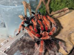 Image result for Brachystegia allenii × boehmii