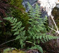 Image result for Woodsiaceae